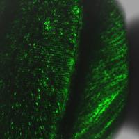 GUSACHENKO A. -  - Subject Matter Expert from Kolabtree