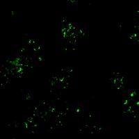 Ayush R. - PhD - Subject Matter Expert from Kolabtree