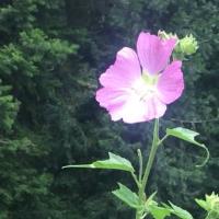 Abdullah B. - MPH - Subject Matter Expert from Kolabtree