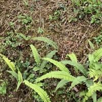 Oindrila G. - PhD - Subject Matter Expert from Kolabtree