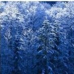 Samiya K. - PhD Microbiology and Immunology - Subject Matter Expert from Kolabtree