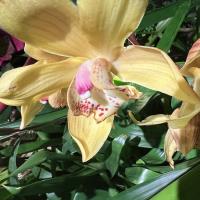 Tanisha S. - PhD - Subject Matter Expert from Kolabtree