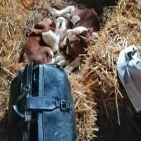 hire freelance animal nutrition expert nikola miladinovic