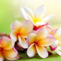 neeharika allam behavioral medicine freelance expert