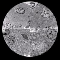 Asmaa K. - Associate Professor - Histology and cell biology - Subject Matter Expert from Kolabtree