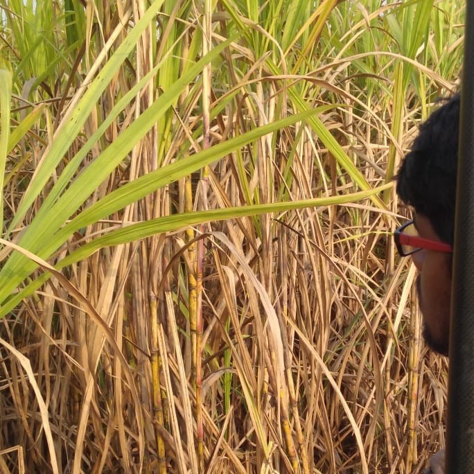 Ankit M. - M.Tech. - Department of Civil Engineering - Subject Matter Expert from Kolabtree