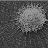 jorge xool freelance analytical chemistry expert for hire