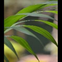 sanjana kuruppath agricultural biotechnology freelance expert