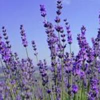 scientific words natural products freelance expert