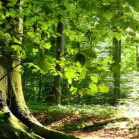 hire freelance complementary alternative medicine expert dr yogita joshi