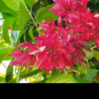 hire freelance plant genetics expert camila fernandes moro