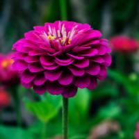 hire freelance life science content writing expert k latha