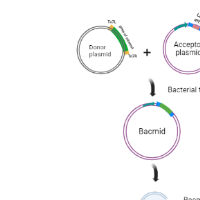 iman el shiekh freelance gene therapy expert for hire