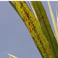 Khalid B. - MSc - Subject Matter Expert from Kolabtree