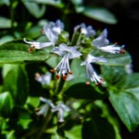 aline ribeiro social sciences humanities general consultant for hire