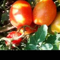 Dalaq A. - PhD Microbiology and Molecular Genetics - Subject Matter Expert from Kolabtree