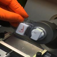 jonathan welti genetics genomics freelance expert