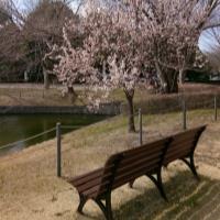 Syama S. - Doctor of Philosophy - Toxicology - Subject Matter Expert from Kolabtree