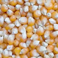 alia riffat freelance biology expert for hire