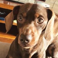 Luciana C. - PhD/doutorado - Gastroenterologia - Subject Matter Expert from Kolabtree