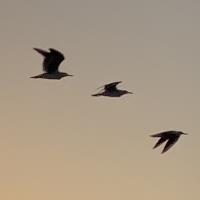 dr ashar k python freelancer for hire