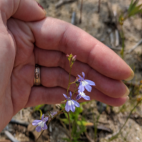 megan english botany consultant for hire