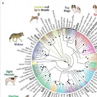 sneha gupta data science consultant for hire