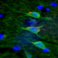 kimberly bjugstad multivariate analysis freelance expert