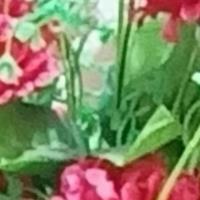 Mehraj L. - M.Sc. Mathematics - Subject Matter Expert from Kolabtree