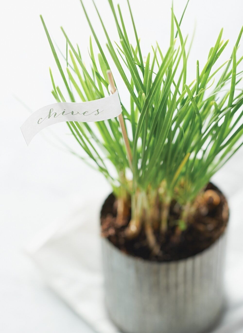 Potted chives