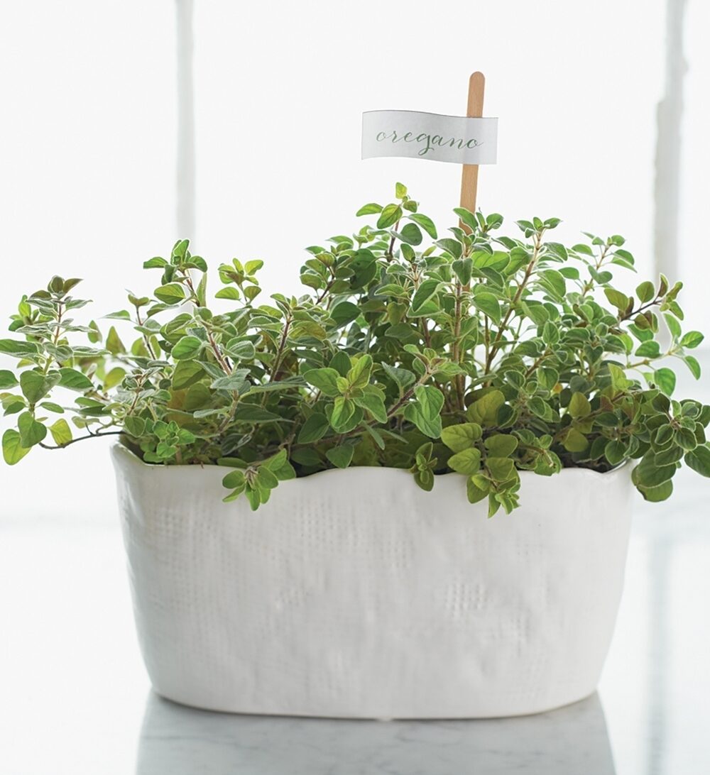 Potted oregano