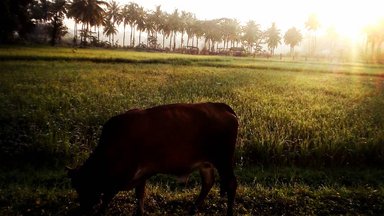 Cow standing on grass