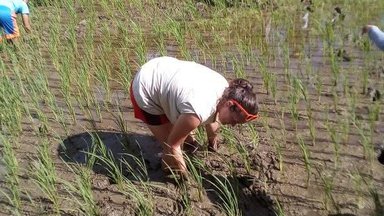 Volunteer rice planting