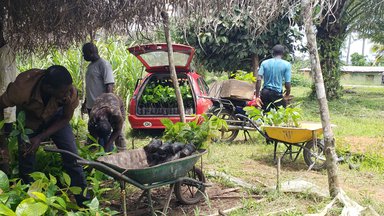 cocoa saplings are loaded into cars to be distributed throughout Logan's village