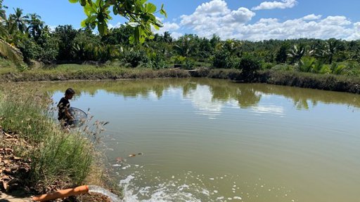 Filling the ponds with fresh water as a worker goes in to transfer a few hundred fish to another pond.