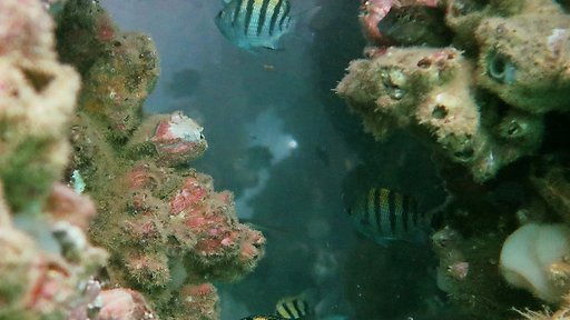 This project is part of an ongoing effort to research and quantify the ecological value and biodiversity of Mar Tropical Peru