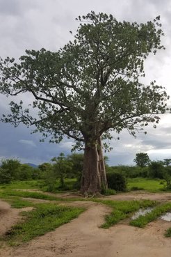 Baobab Tree