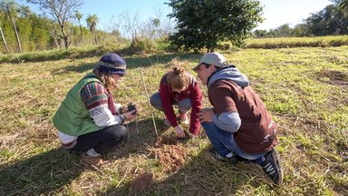 Tree plantation at Paraguay Verde Camp