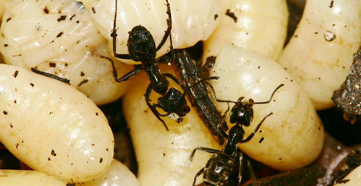 Making Natural Pest Controls