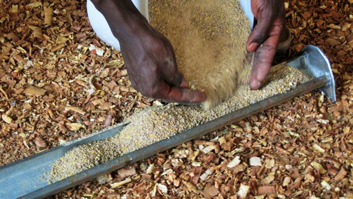 chicken feed