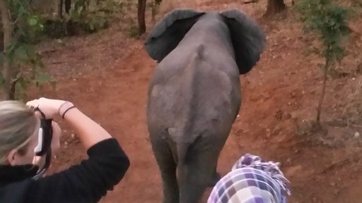 Recording the release of an elephant bull into the wildlife reserve during the first phase of the wildlife translocation.
