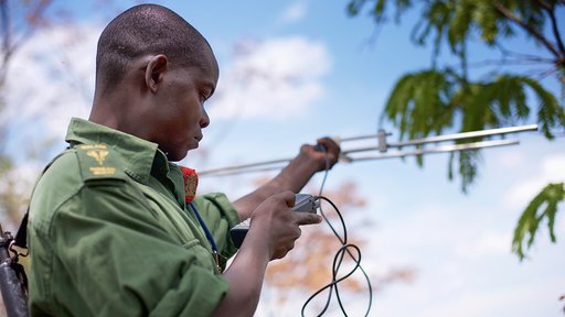 Reserve Ranger Bernard Moses radio-tracking collared elephants.