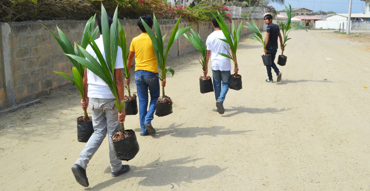 Tree Planting Steps