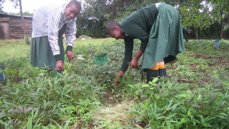 Caring for vegetables