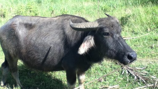Carabao
