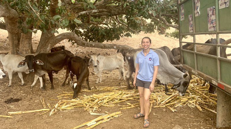 A young white woman in a Peace Corps branded shirt smiles in front of cows.