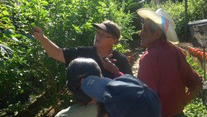 Teaching about butterfly host plants