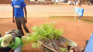 tree planting