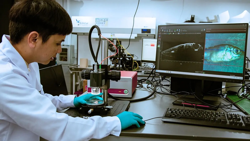 Ver sin abrir: ScanFish, la te