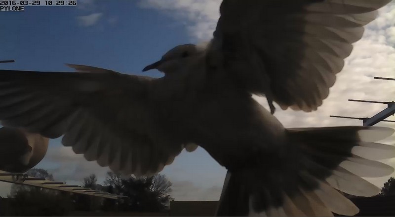 Birdies on aerials 2016